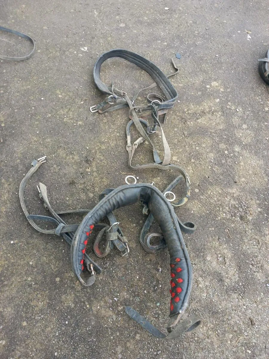 Driving harness - Image 1