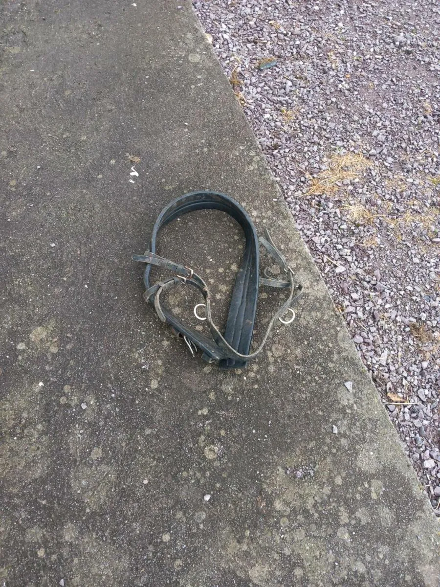 Driving harness - Image 3