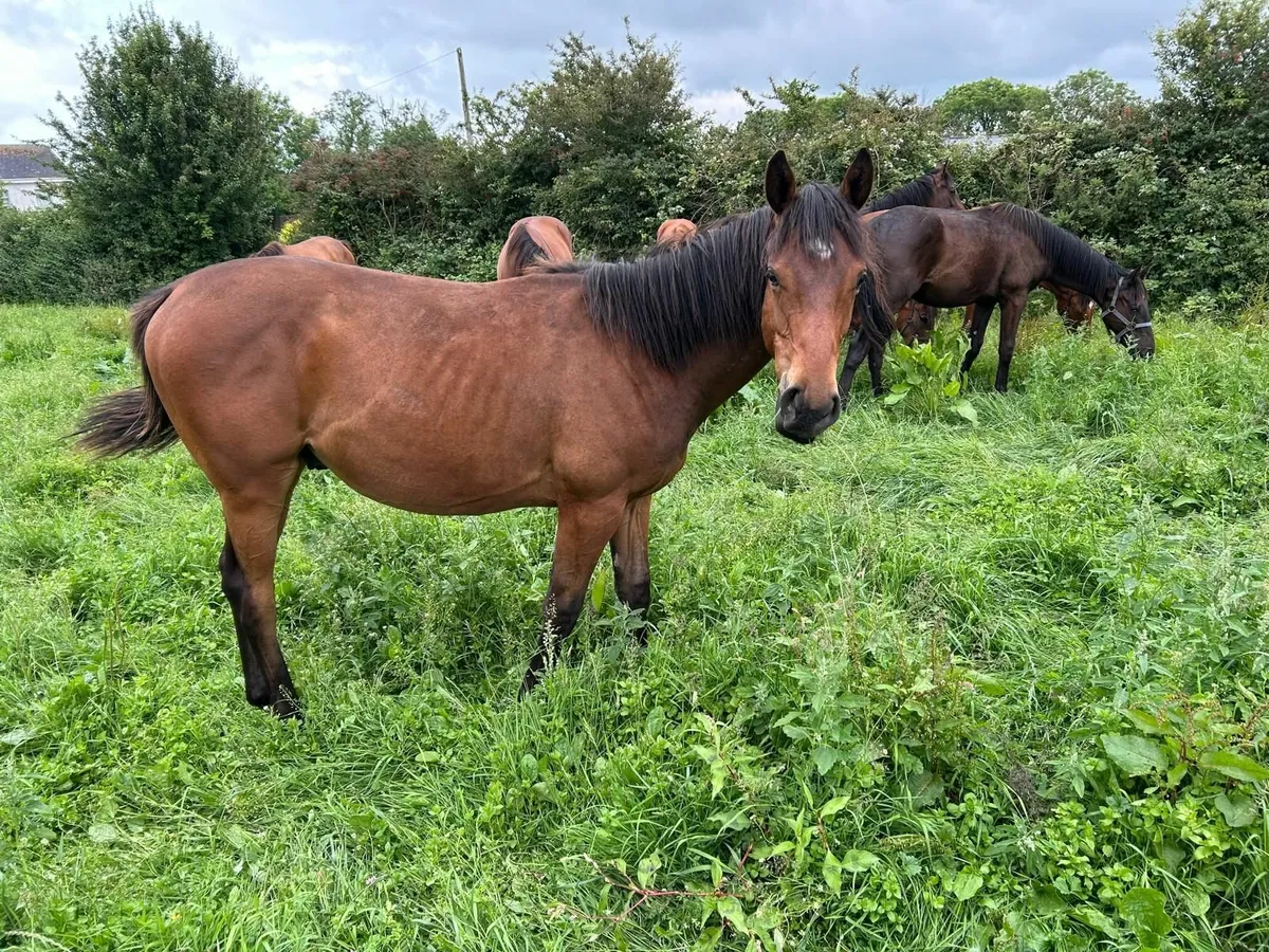 Horse - Image 2
