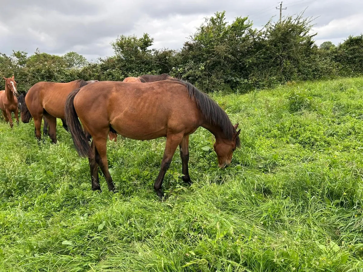 Horse - Image 3