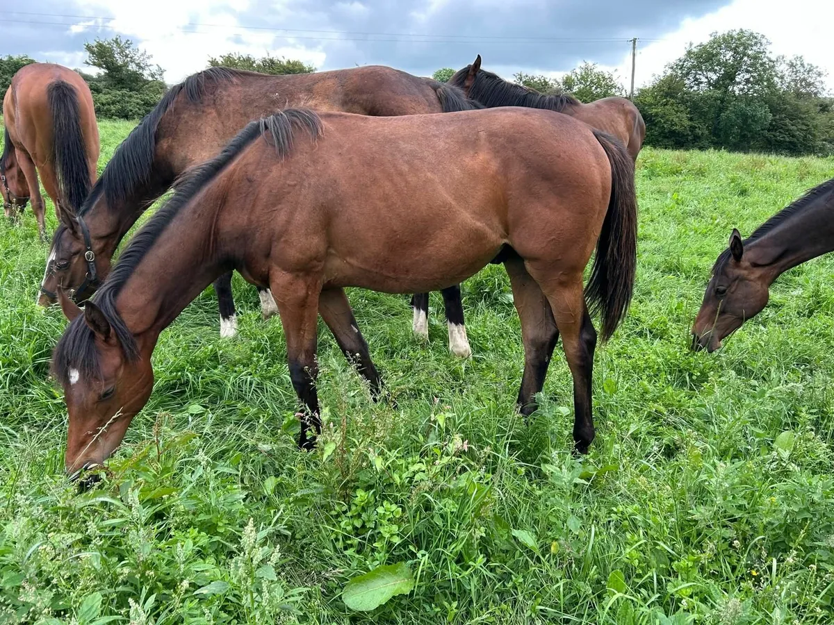 Horse - Image 4