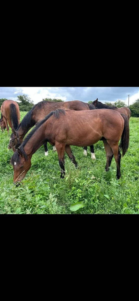 Horse - Image 1
