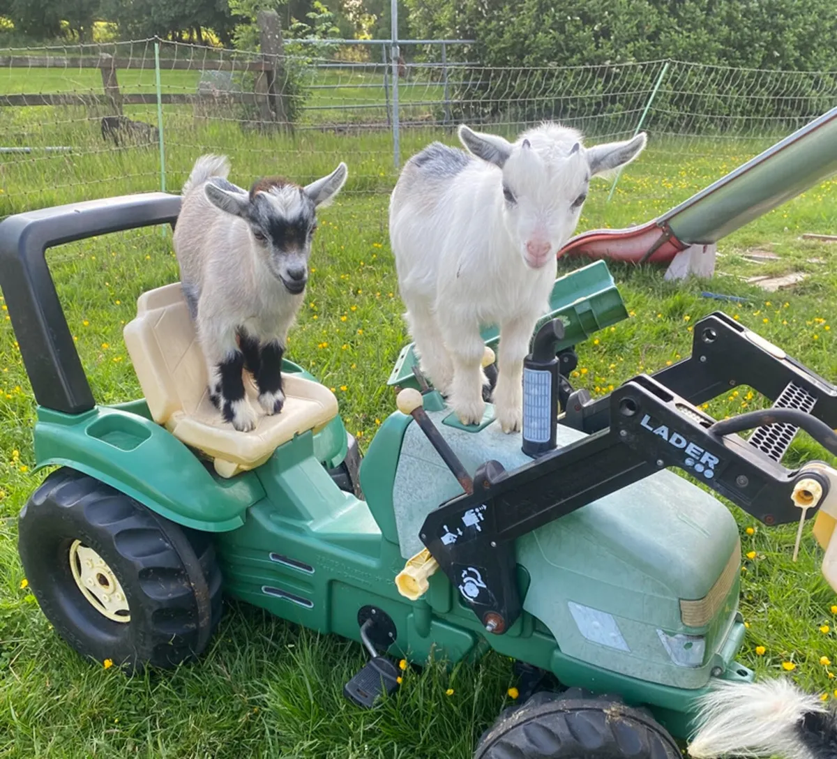 Pygmy goat kids - Image 3