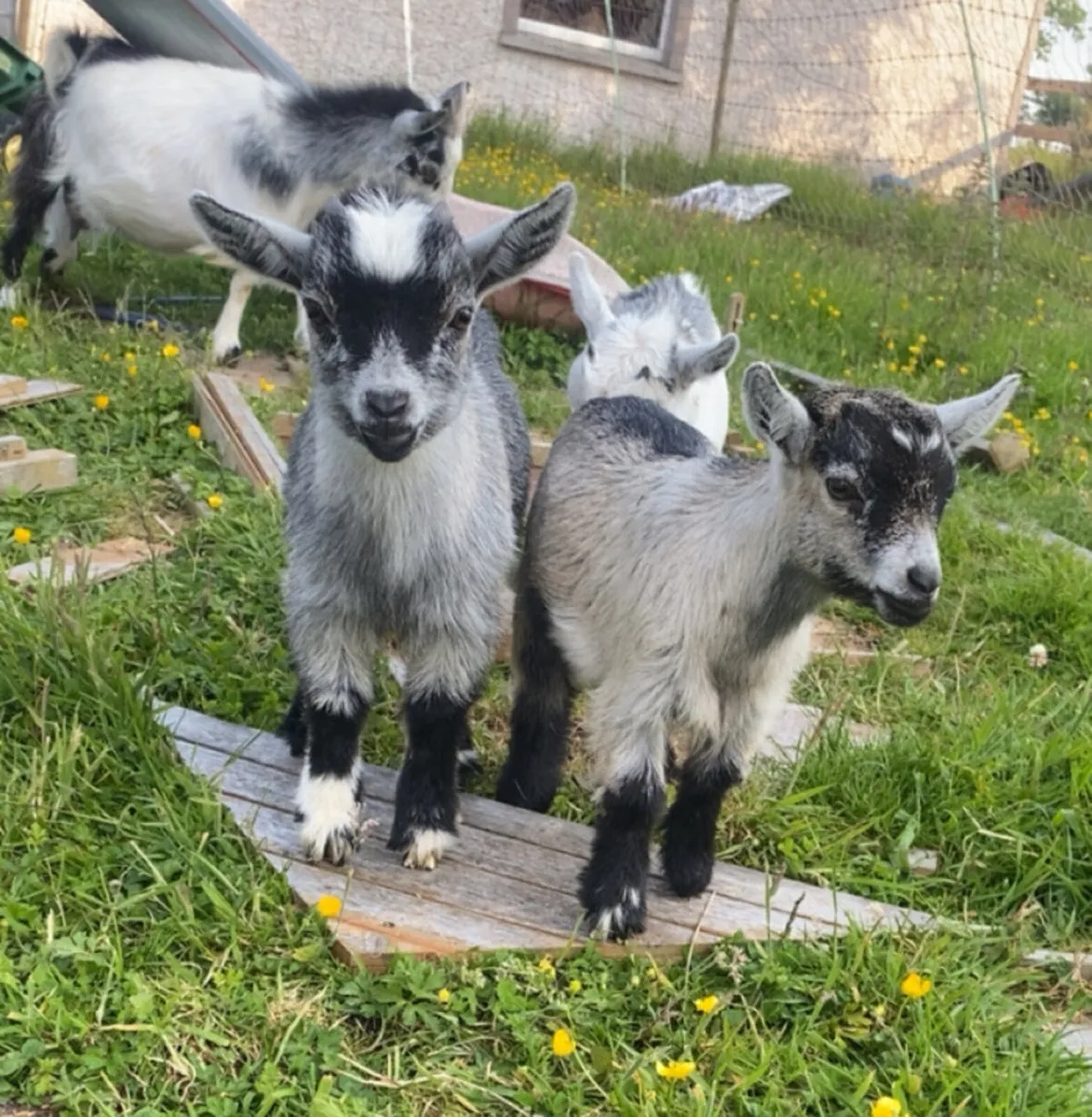 Pygmy goat kids - Image 4