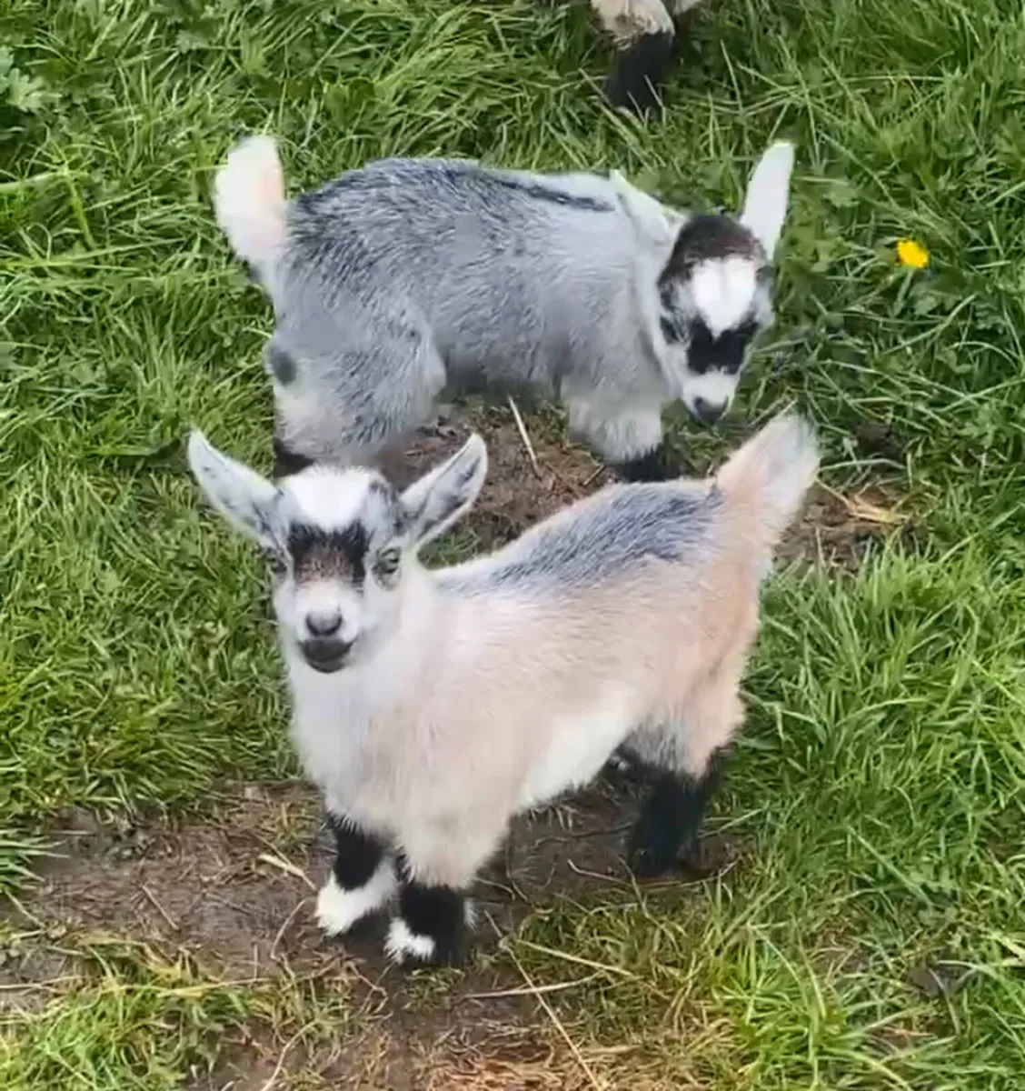 Pygmy goat kids - Image 1