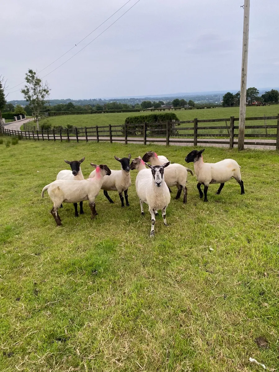 Sheep - Image 1