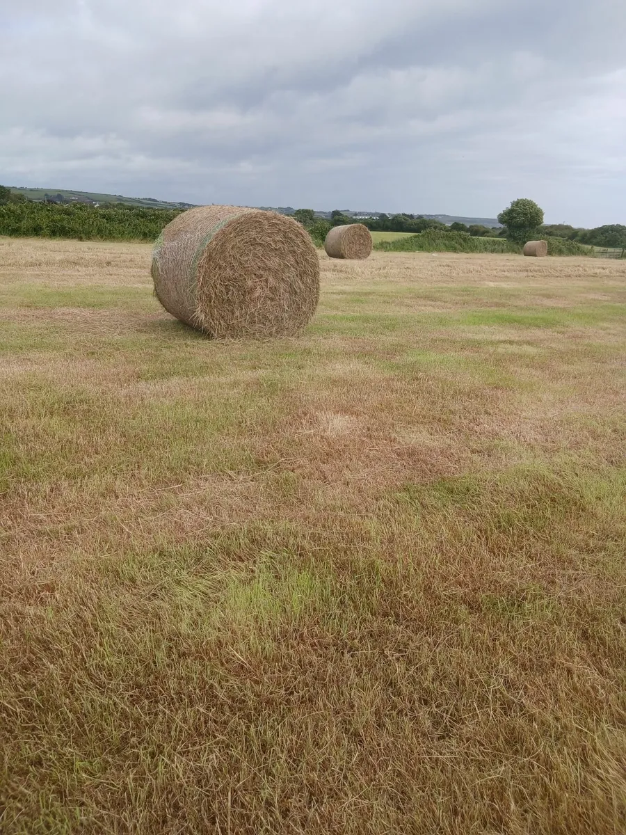 Hay - Image 1