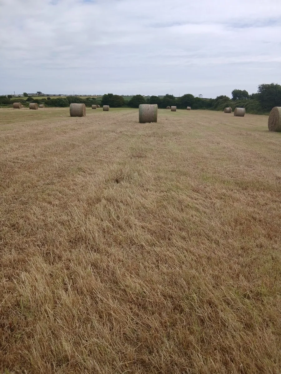 Hay - Image 2