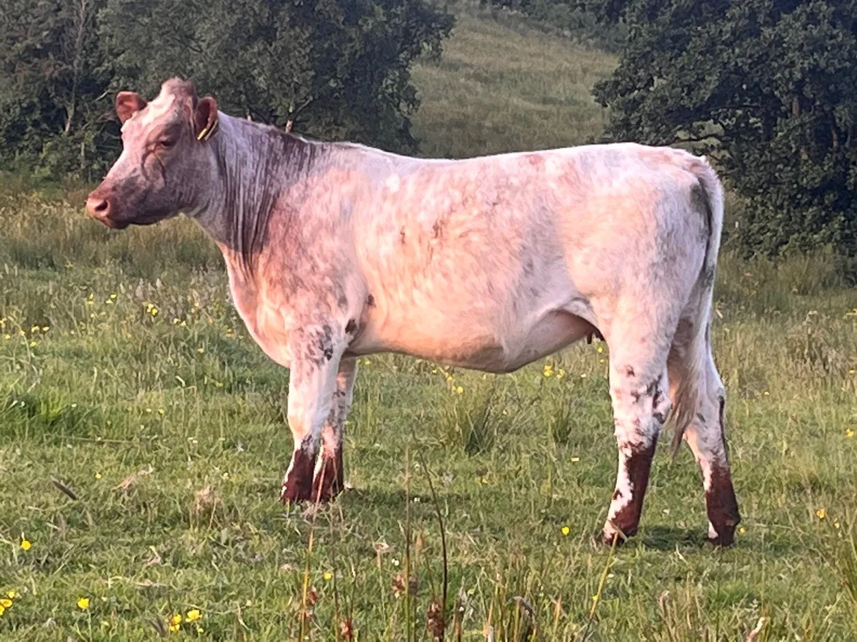 5 Pedigree shorthorn heifers - Image 1