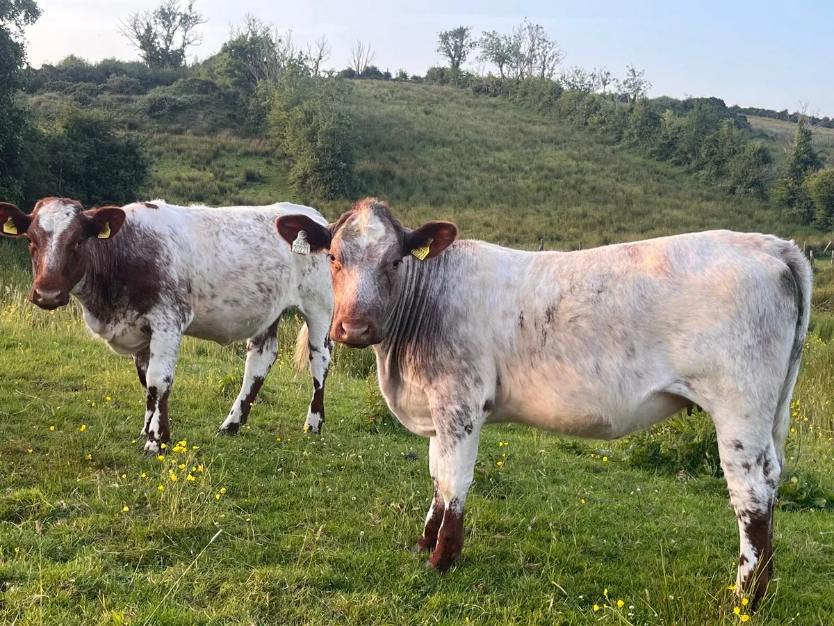 5 Pedigree shorthorn heifers - Image 3