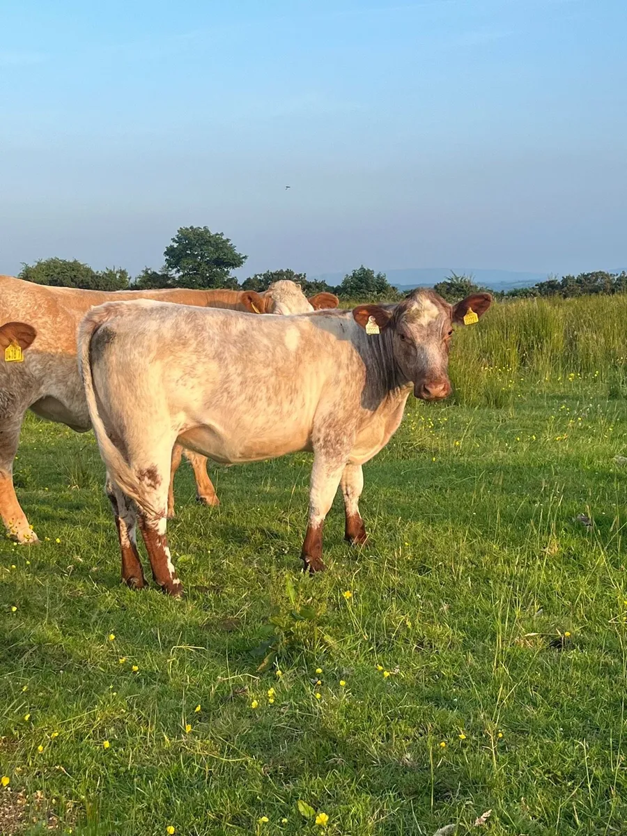 5 Pedigree shorthorn heifers - Image 4