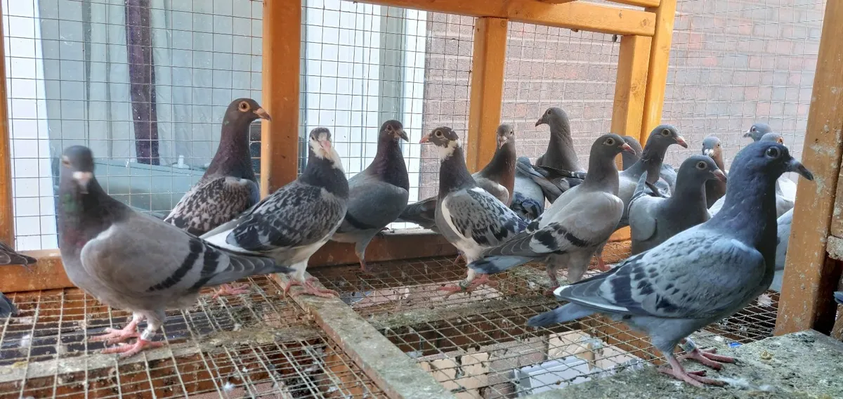 Young Birds & Stock Pigeons - Image 1