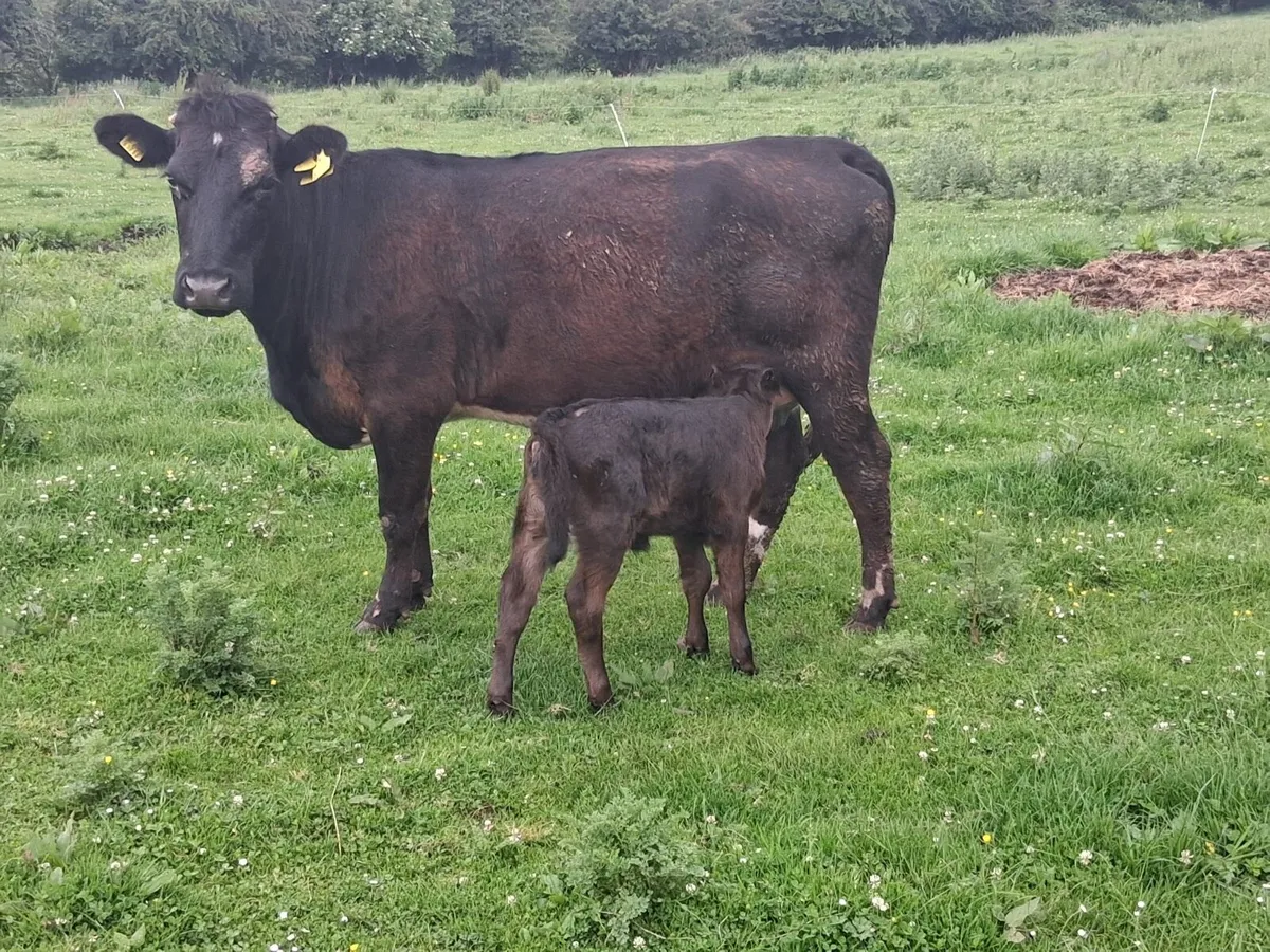 Freshly Calved Heifers - Image 2