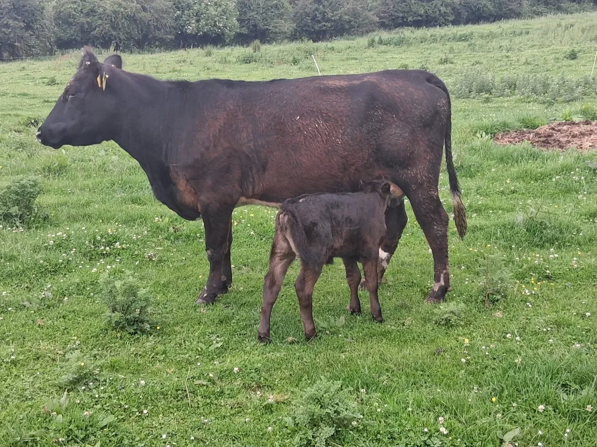 Freshly Calved Heifers - Image 3
