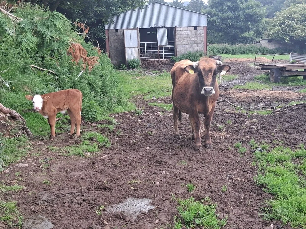 Freshly Calved Heifers - Image 4