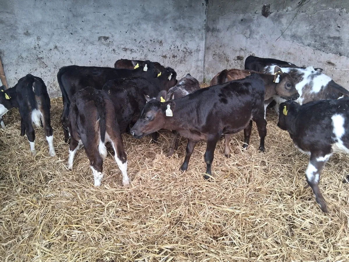Reared Calves - Image 2