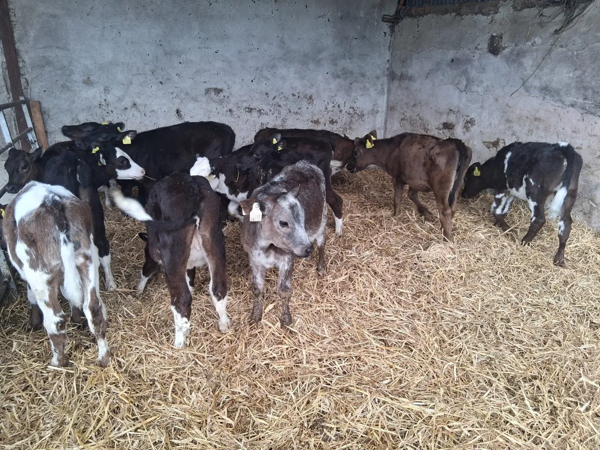 Reared Calves - Image 3