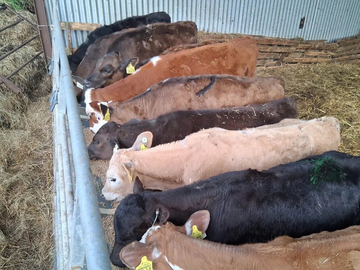 Reared Calves - Image 4