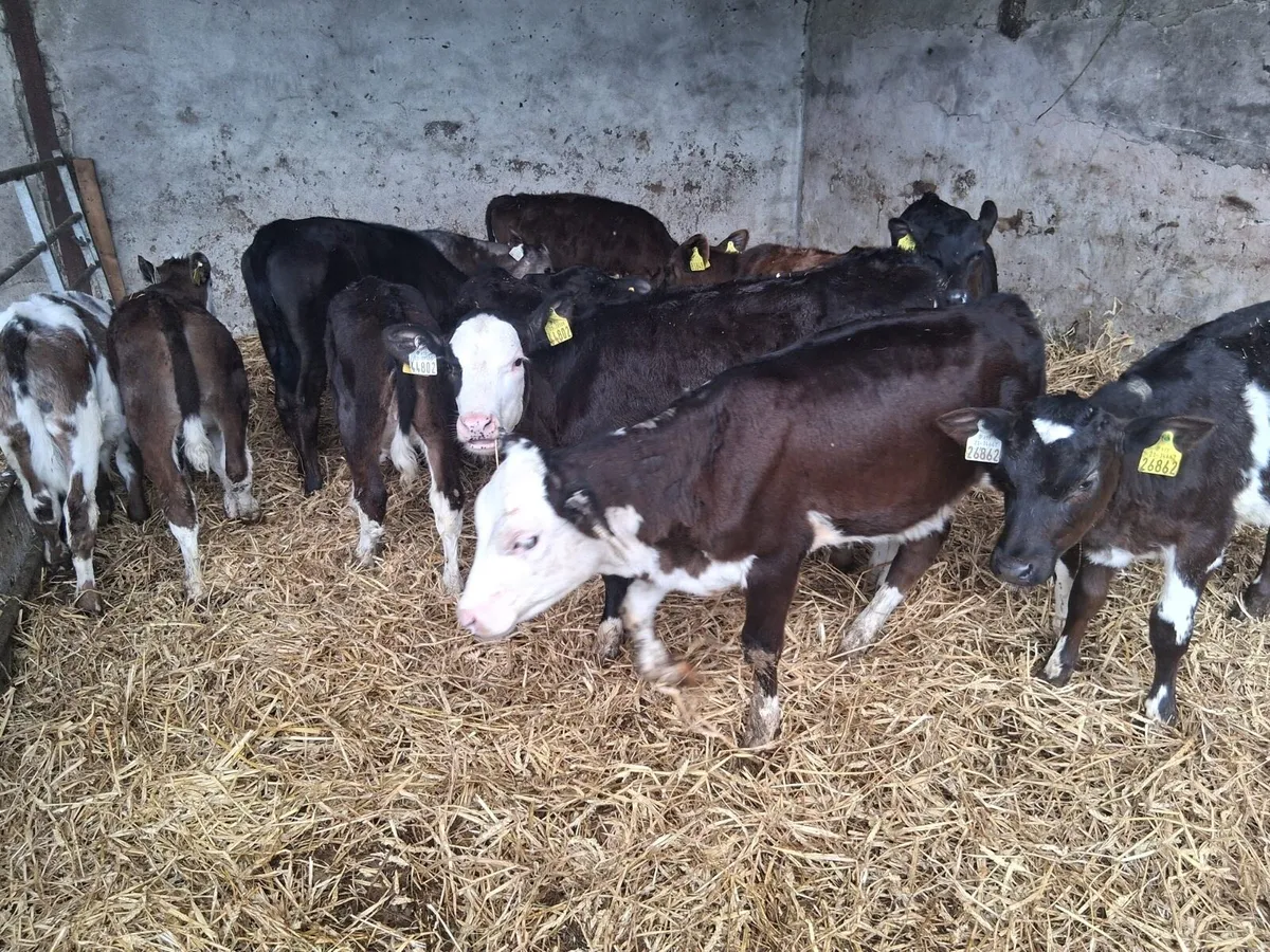 Reared Calves - Image 1