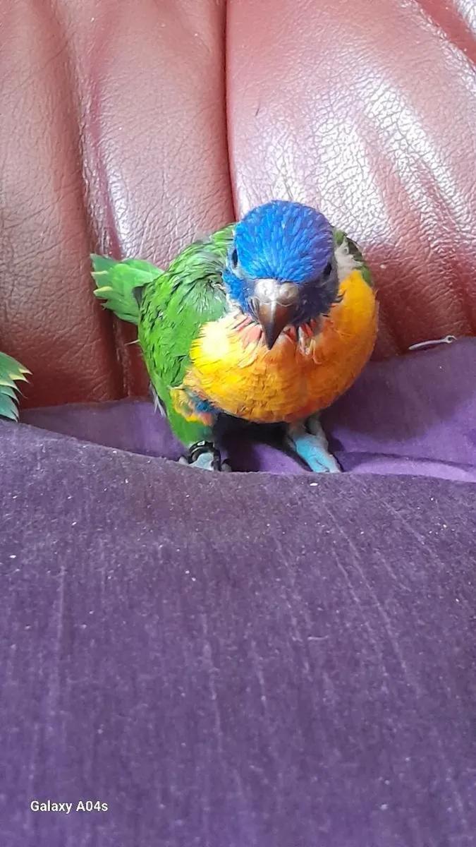 Handreared rainbow loriteets - Image 1