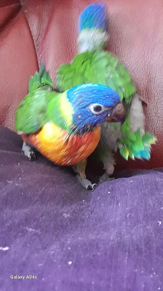 Handreared rainbow loriteets - Image 2