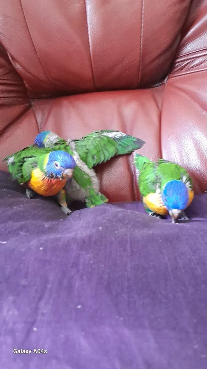 Handreared rainbow loriteets - Image 4