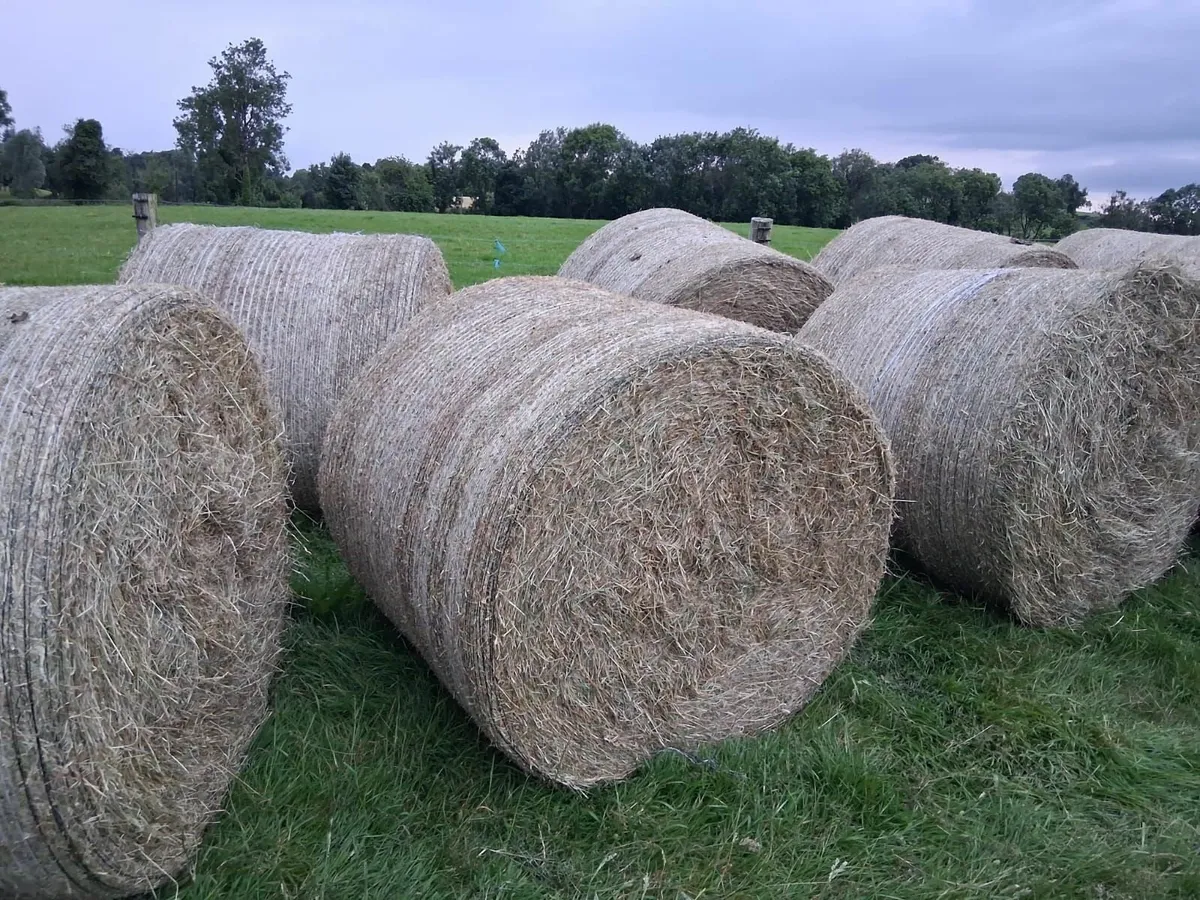Round  bales of Hay - Image 1