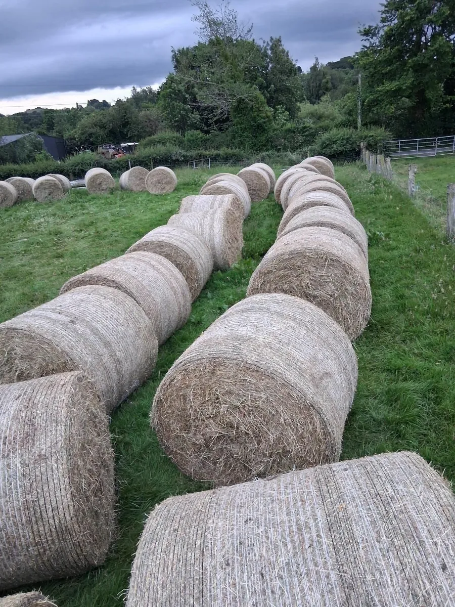 Round  bales of Hay - Image 2