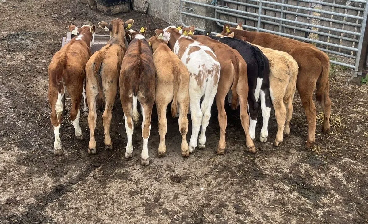 Super bunch of reared heifers - Image 1