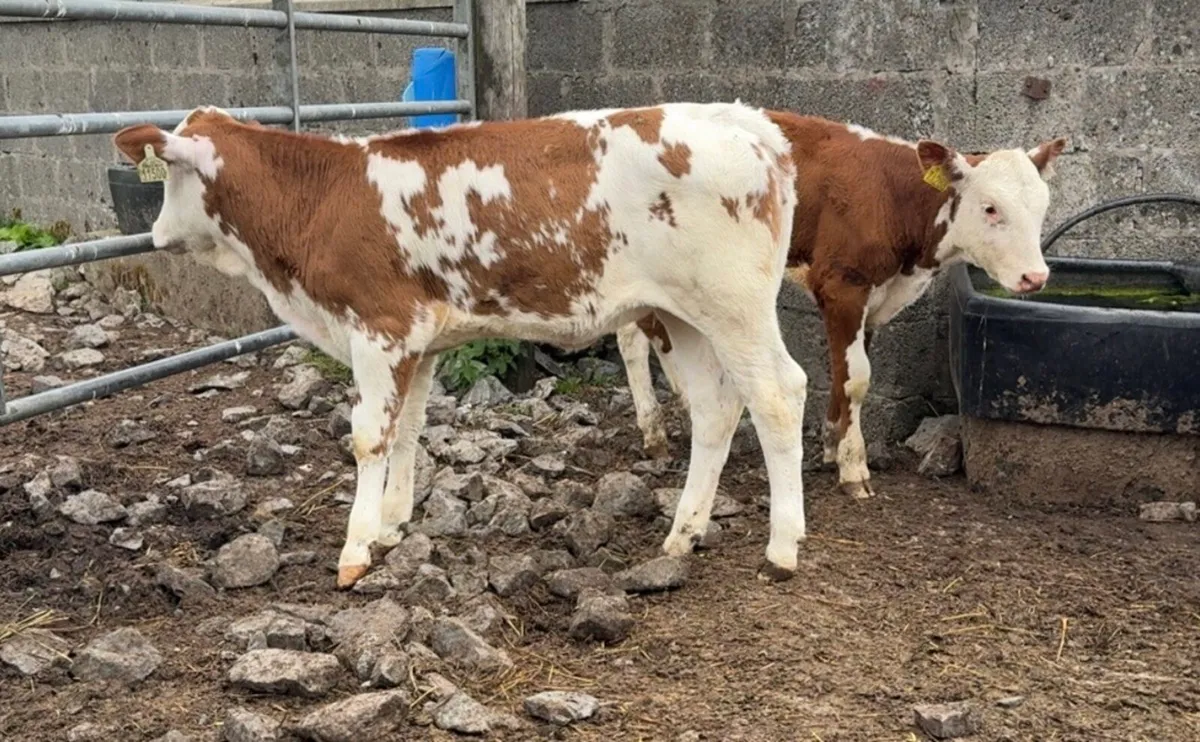 Super bunch of reared heifers - Image 2