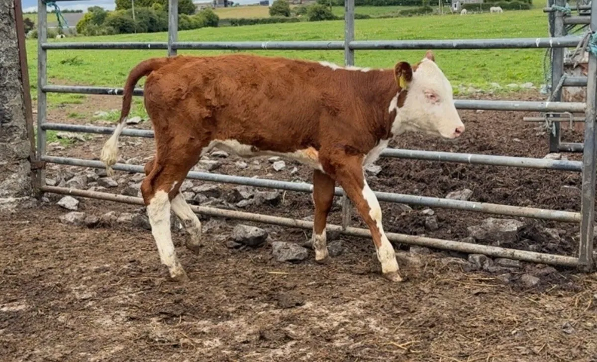Super bunch of reared heifers - Image 3