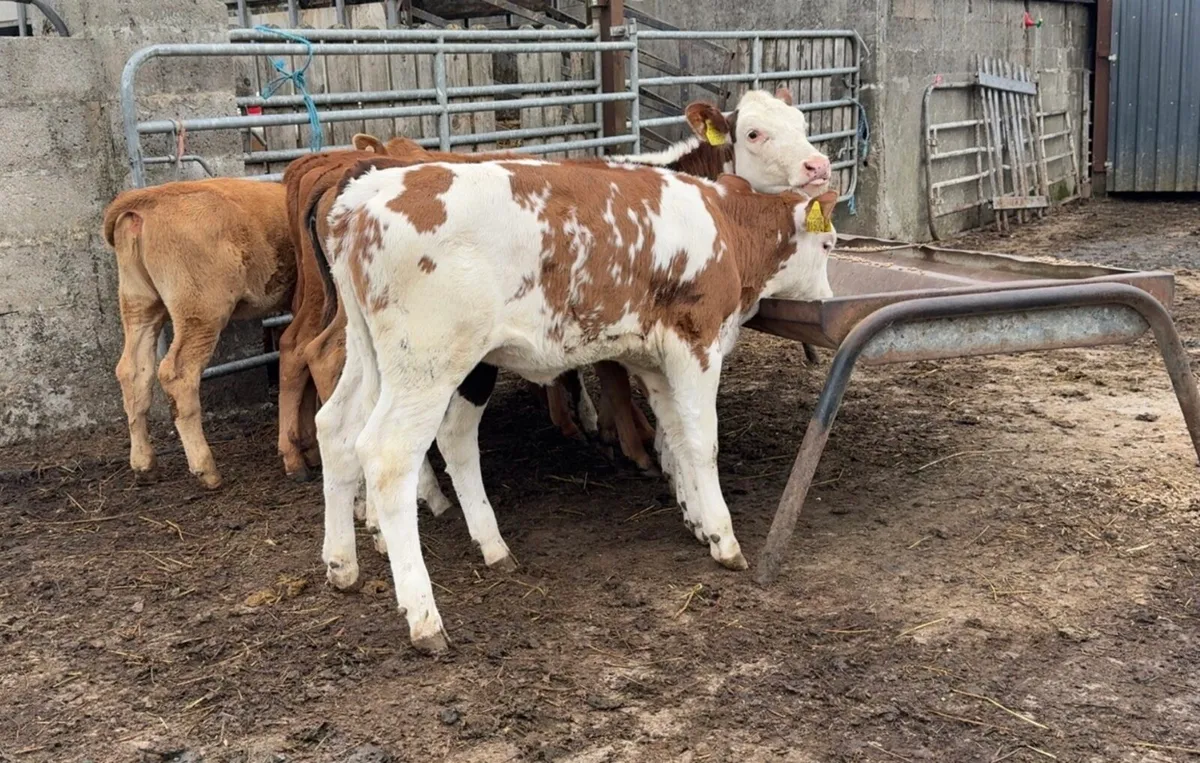 Super bunch of reared heifers - Image 4