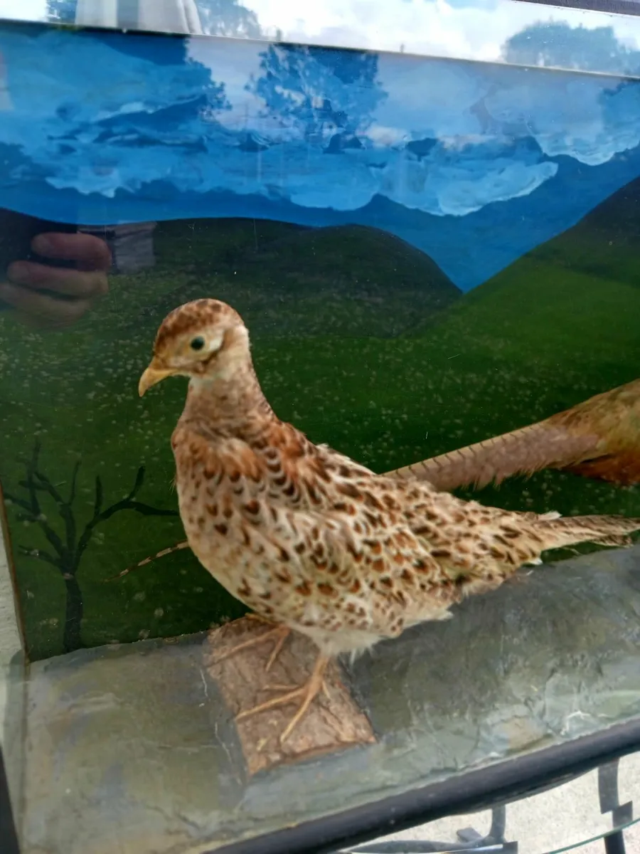 Stuffed / Taxidermy Pheasants - Image 2