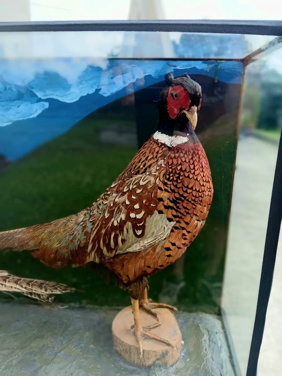 Stuffed / Taxidermy Pheasants - Image 3