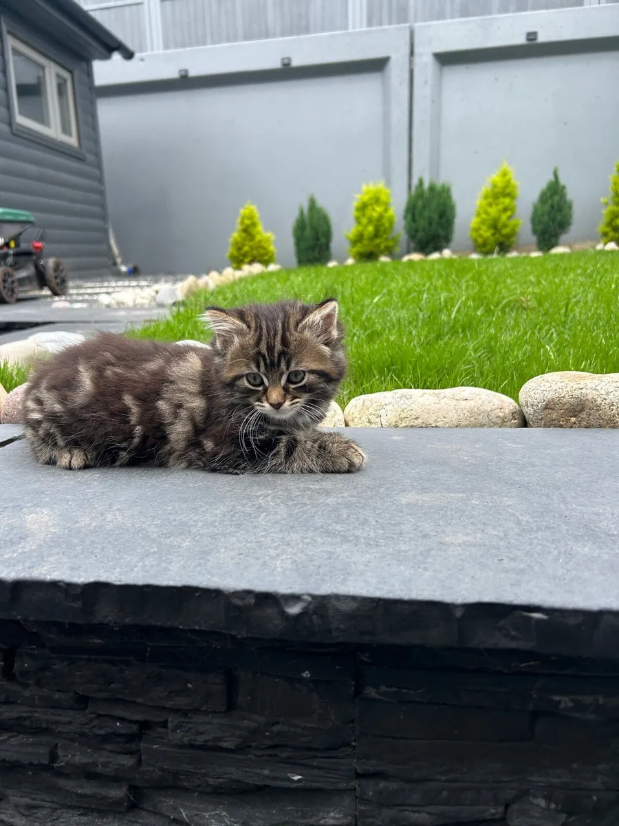 Kittens for sale!!! - Image 1
