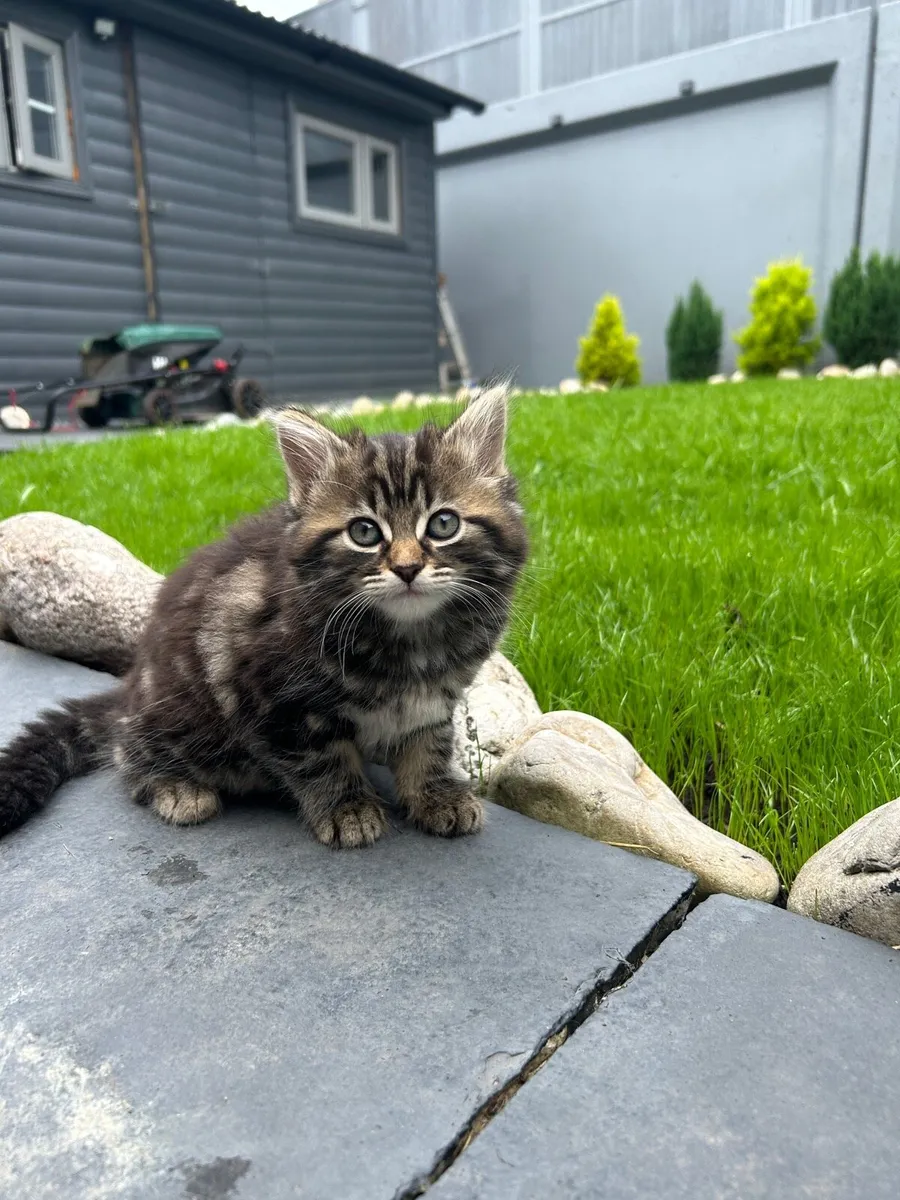Kittens for sale!!! - Image 2