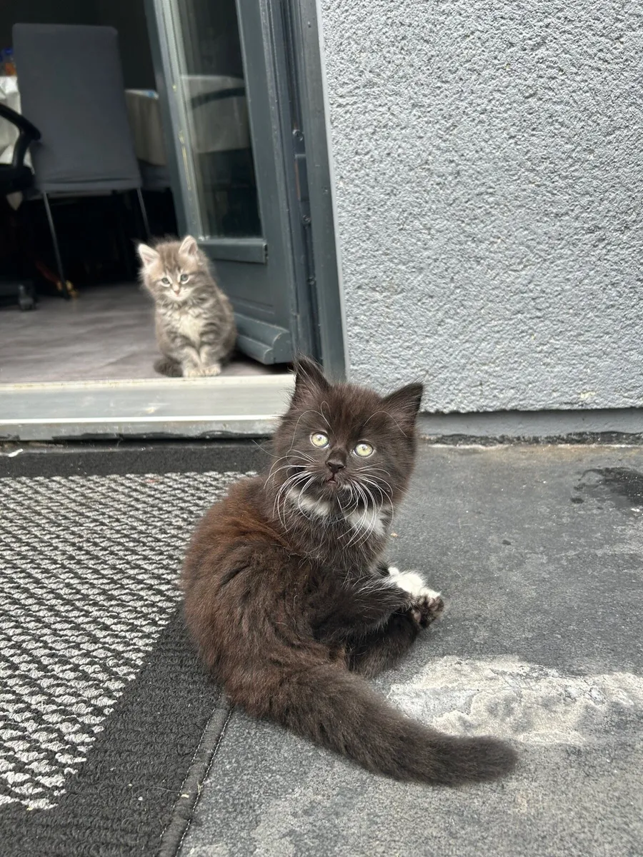 Kittens for sale!!! - Image 3