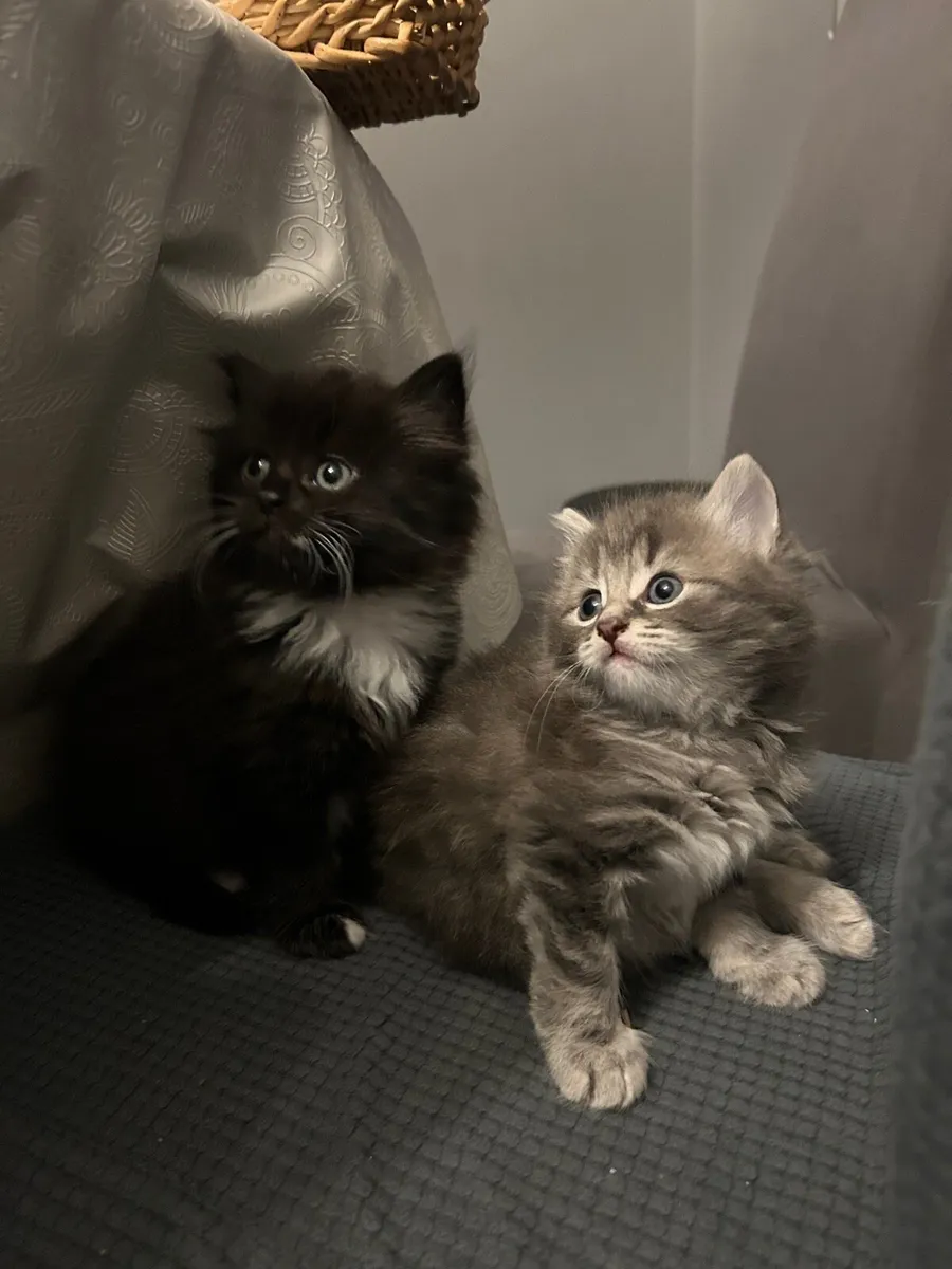Kittens for sale!!! - Image 4