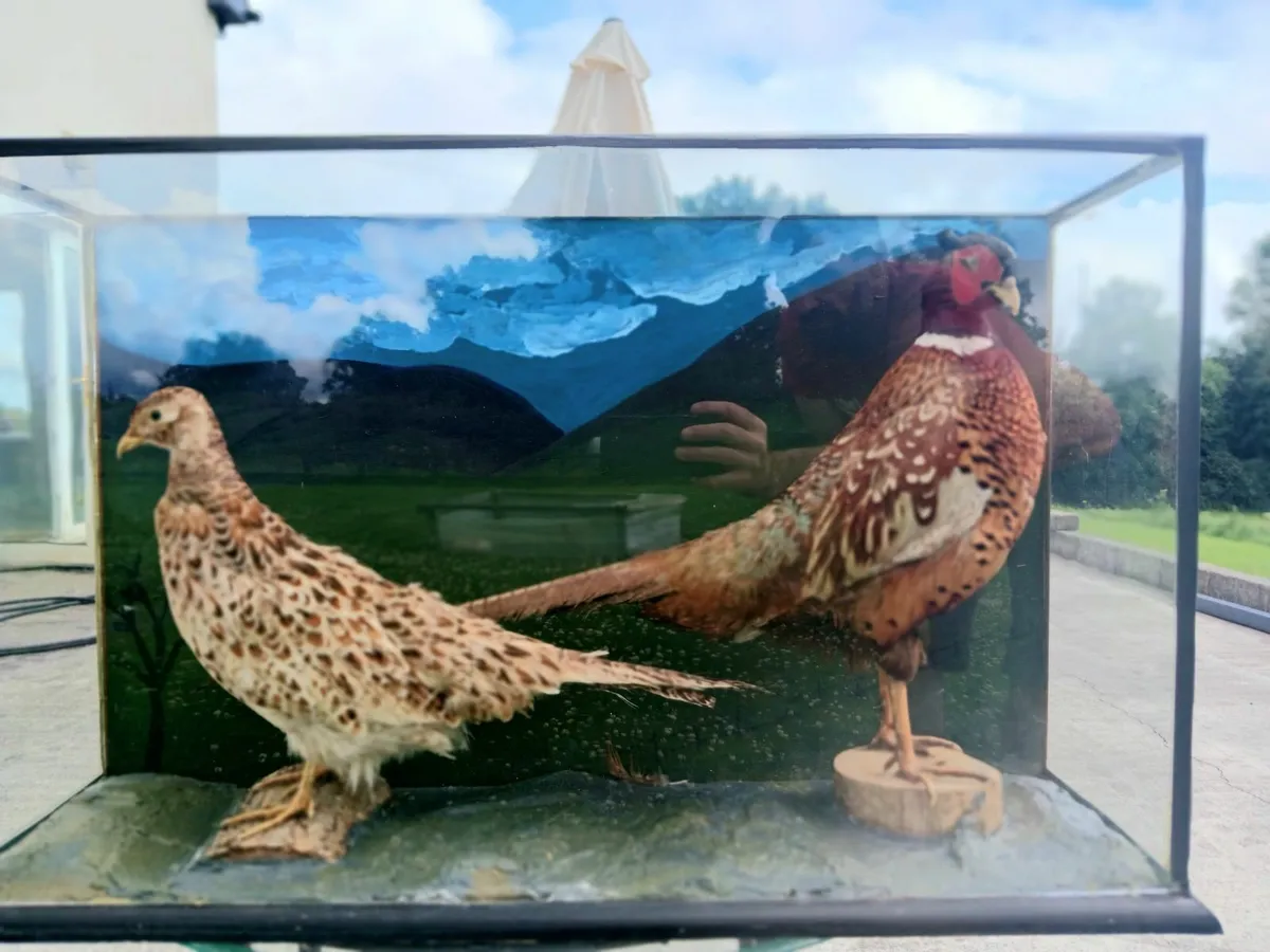 Stuffed / Taxidermy Pheasants - Image 4