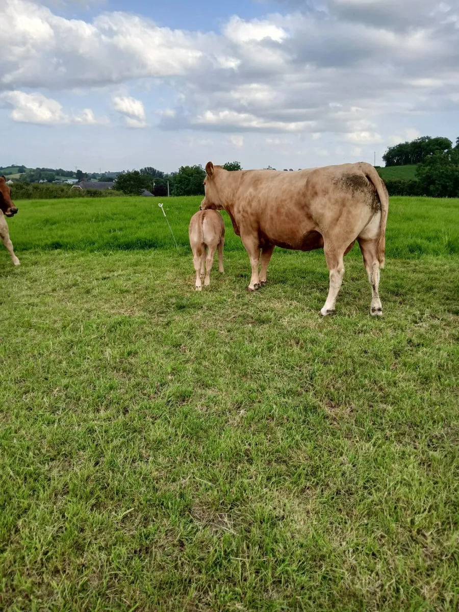 Limousin Cow and Calf - Image 1