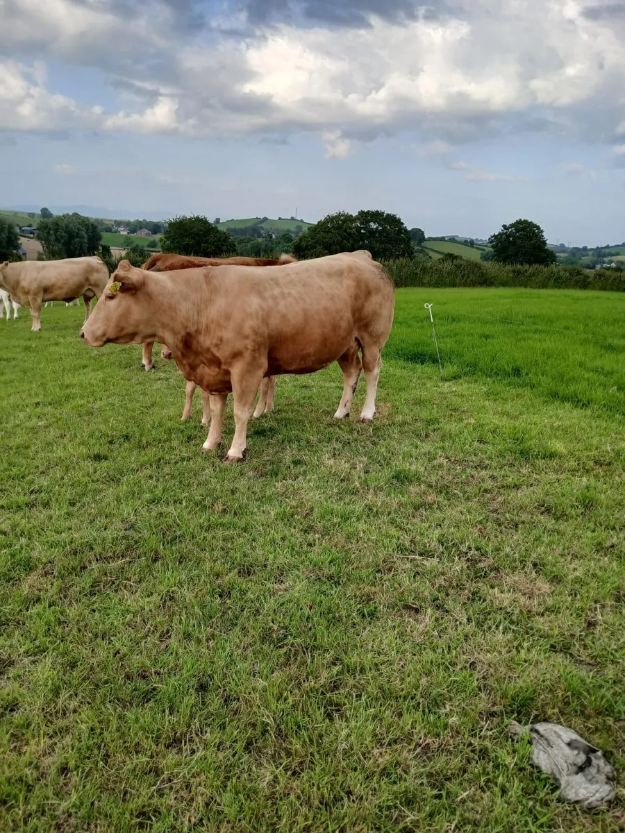 Limousin Cow and Calf - Image 2