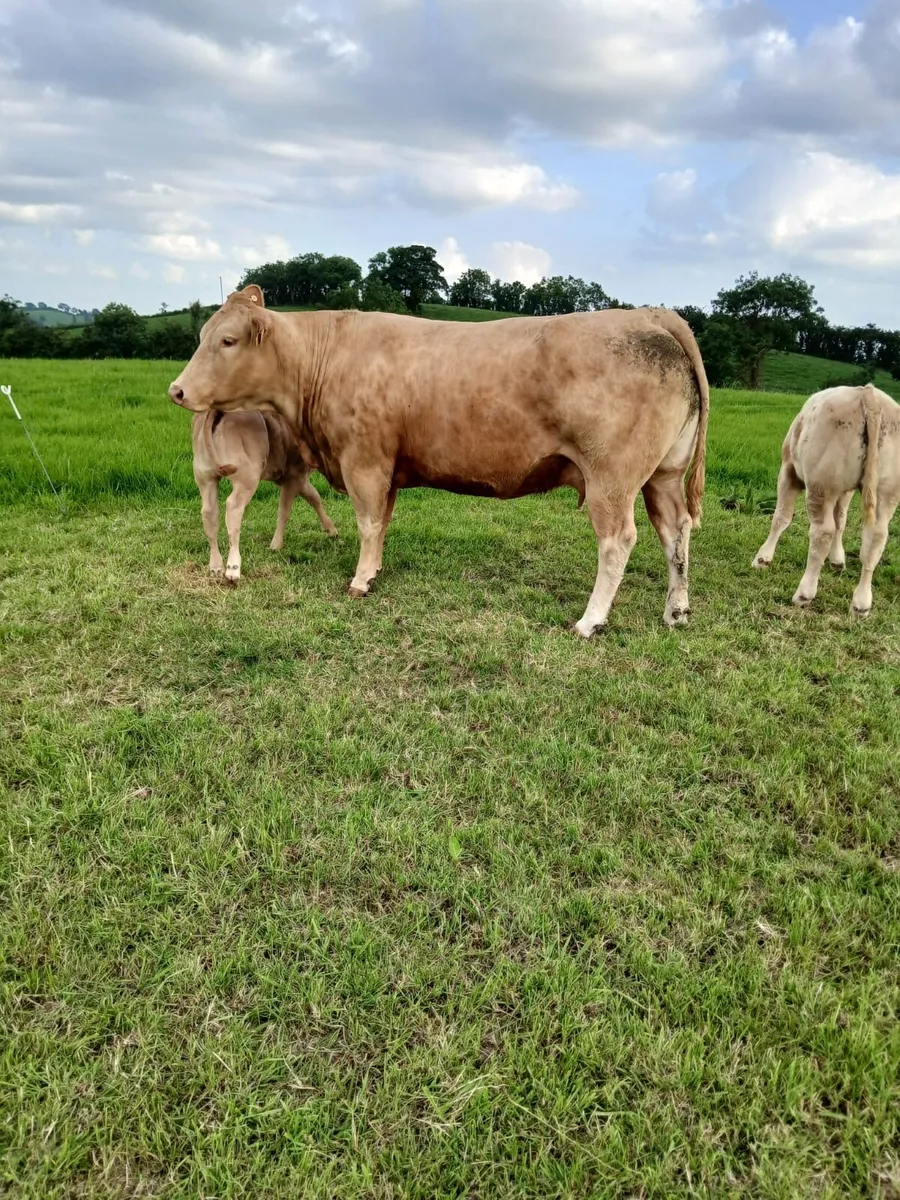 Limousin Cow and Calf - Image 4