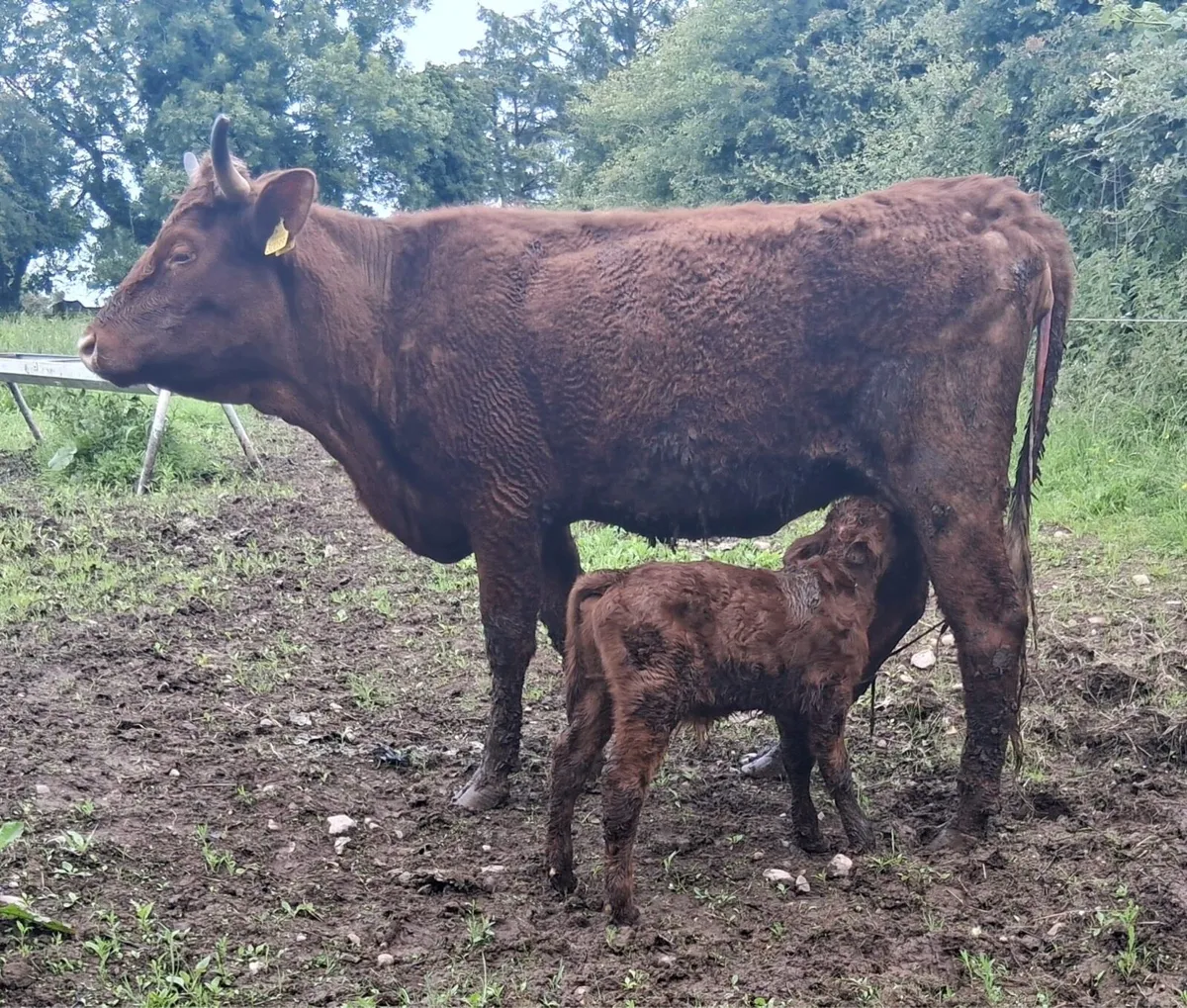 Freshly Calved Heifers - Image 1
