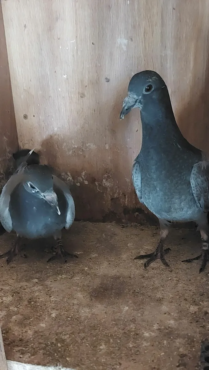 Young Birds & Stock Pigeons - Image 2