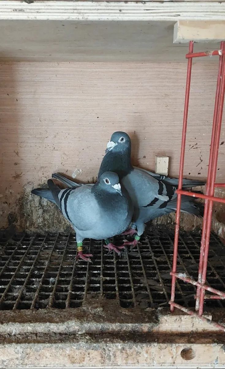 Young Birds & Stock Pigeons - Image 3