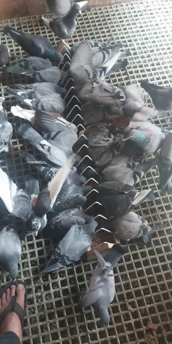 Young Birds & Stock Pigeons - Image 4