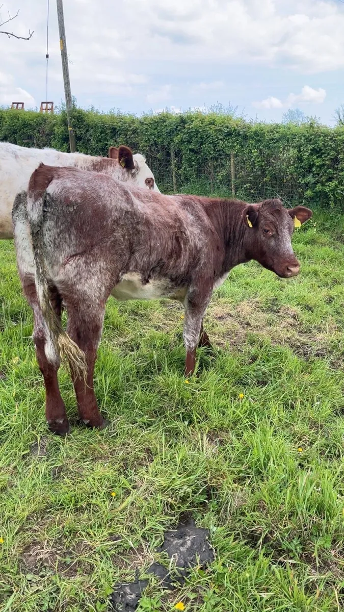 5 Pedigree shorthorn heifers - Image 2