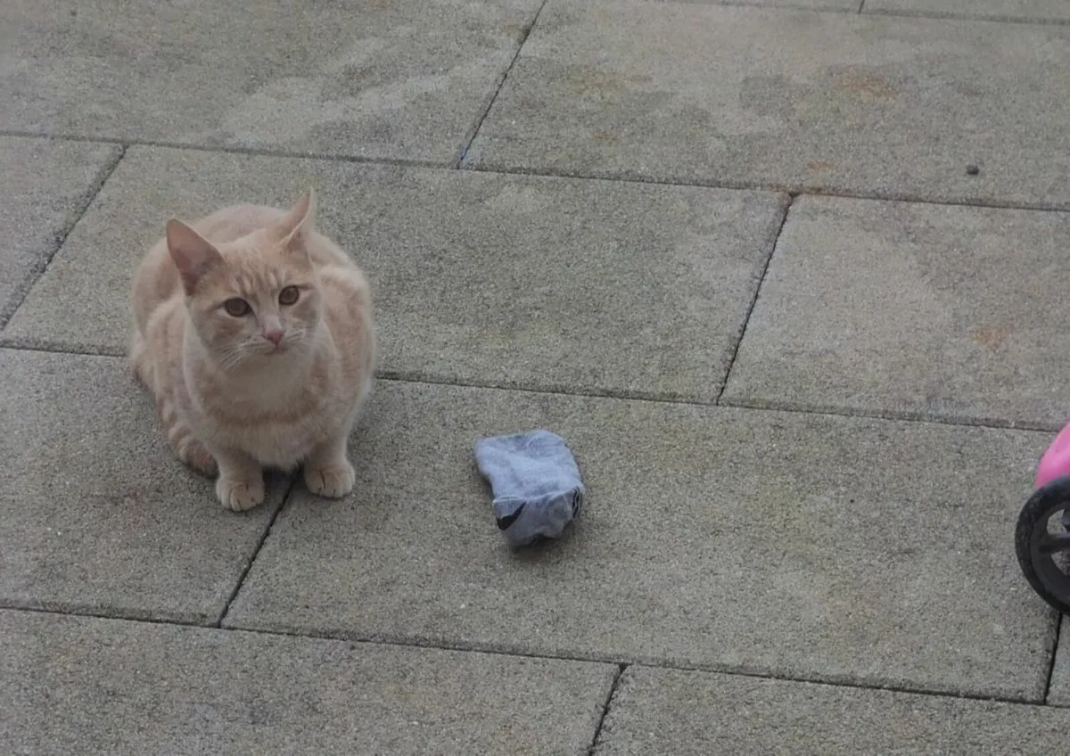 Cat  looking for Home - Image 2