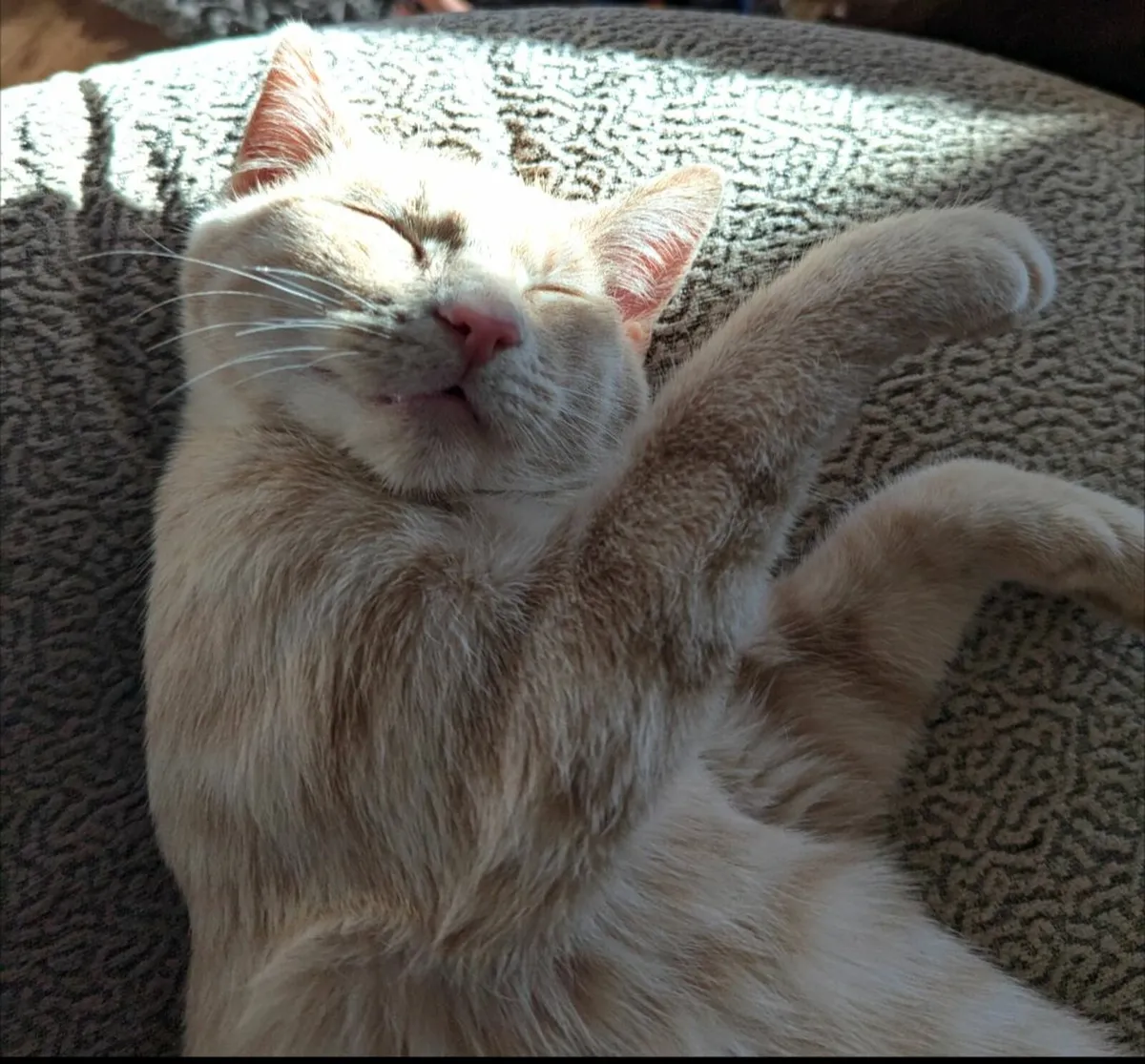 Cat  looking for Home - Image 3