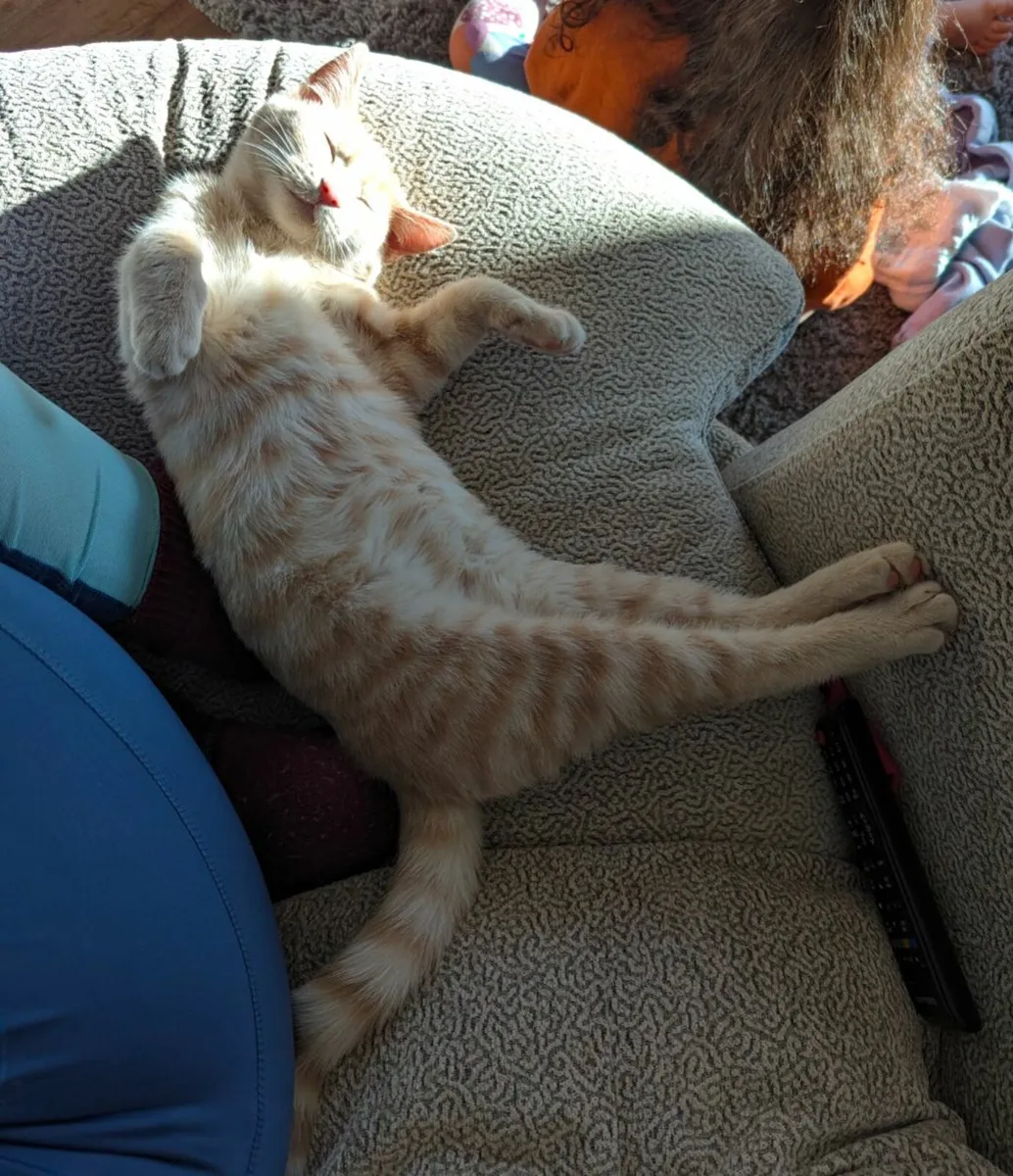 Cat  looking for Home - Image 1